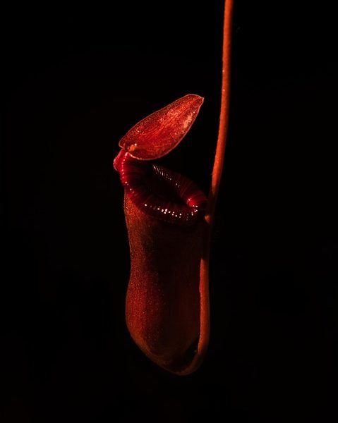 Casos de sarampo crescem 32 vezes nas Américas; OMS emite alerta