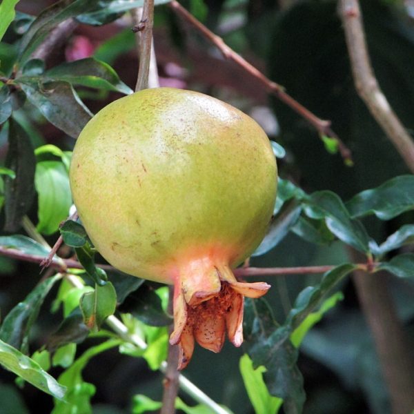 Maranhão teve três desaparecimentos por dia em 2025, conforme Sinesp