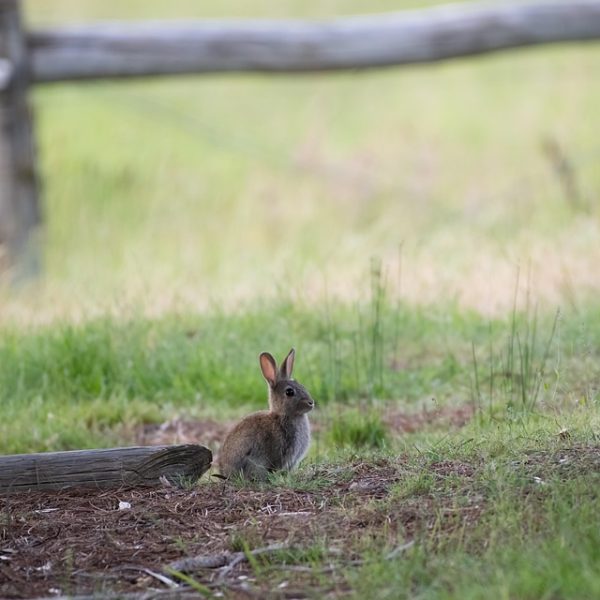 Anvisa alerta para risco de pancreatite ligado a canetas emagrecedoras