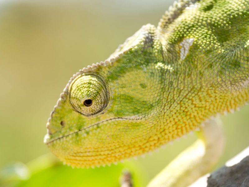 Calango Careta ocupa Brasília com alegorias, orquestra e arte circense