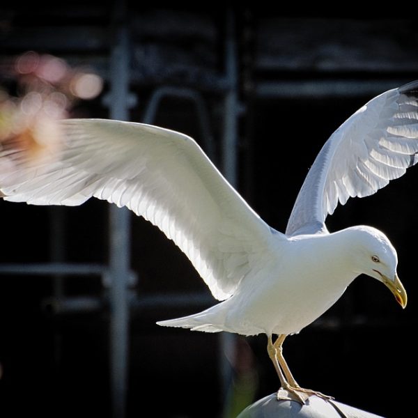 Com voo para Lisboa, São Luís terá primeira rota internacional
