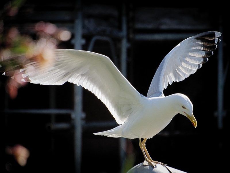 Com voo para Lisboa, São Luís terá primeira rota internacional
