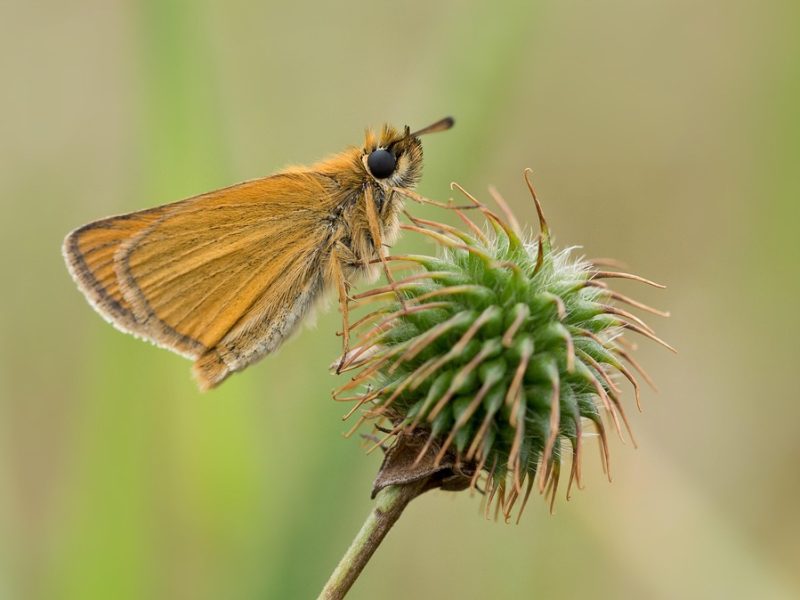 Capitão da PM é preso por envolvimento com a facção Comando Vermelho