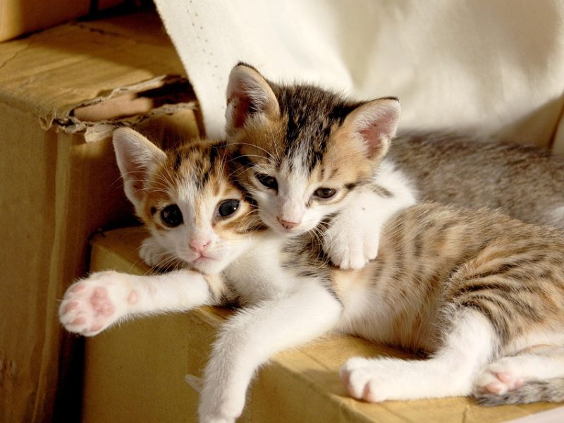 Deputado Leur Lomanto Júnior é o novo presidente da CCJ