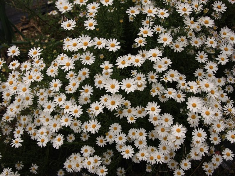 SUS inicia transição de insulina humana para a de ação prolongada