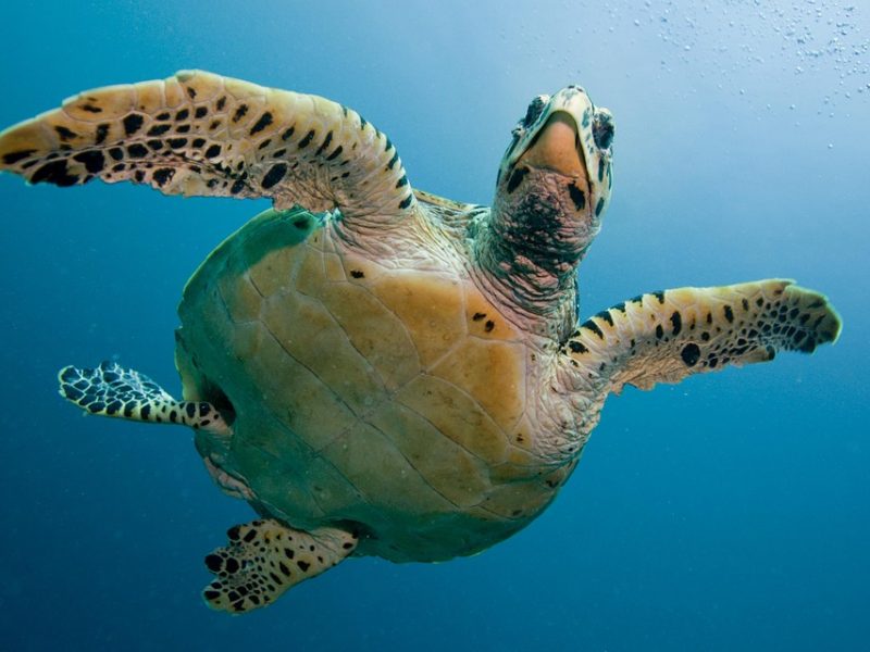 Imersão na Fiocruz inspira meninas a seguir carreira científica