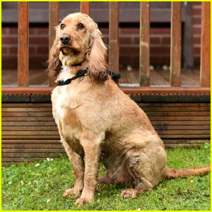 Homem que clonou amado cachorro revela custo impressionante e o que ele teve que vender para financiá-lo