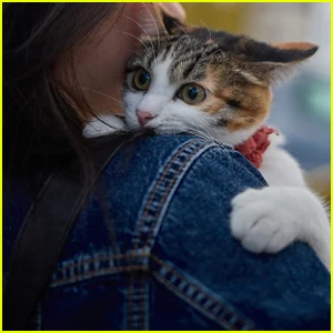 Mulher que consola amiga pela perda de seu gato fica chocada com a comparação que fizeram, que alguns dizem que deveria ter permanecido um 'pensamento interno'