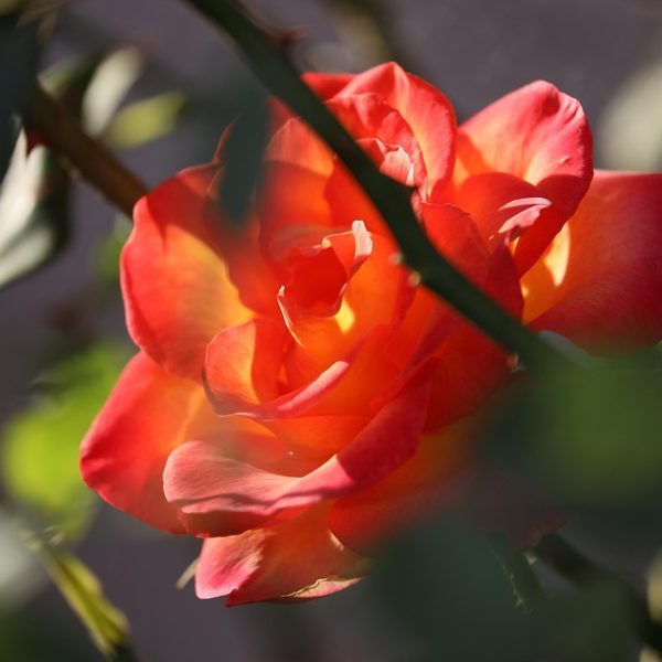 PF abre inquérito sobre vídeos que incitam ódio a mulheres no TikTok