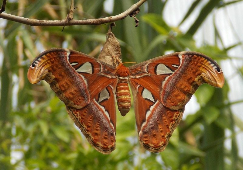 Atlas lançado na COP15 mostra rotas migratórias de aves vulneráveis
