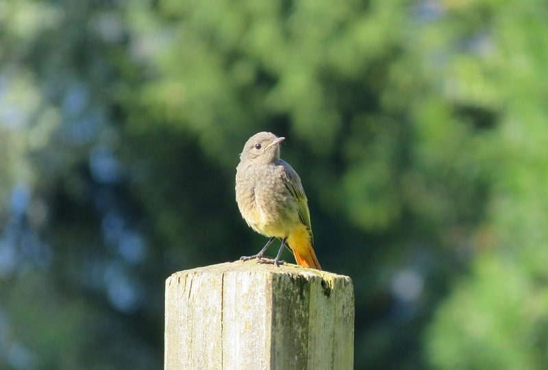 Mautner aposta no Brasil como luz diferente para o mundo, diz Caetano