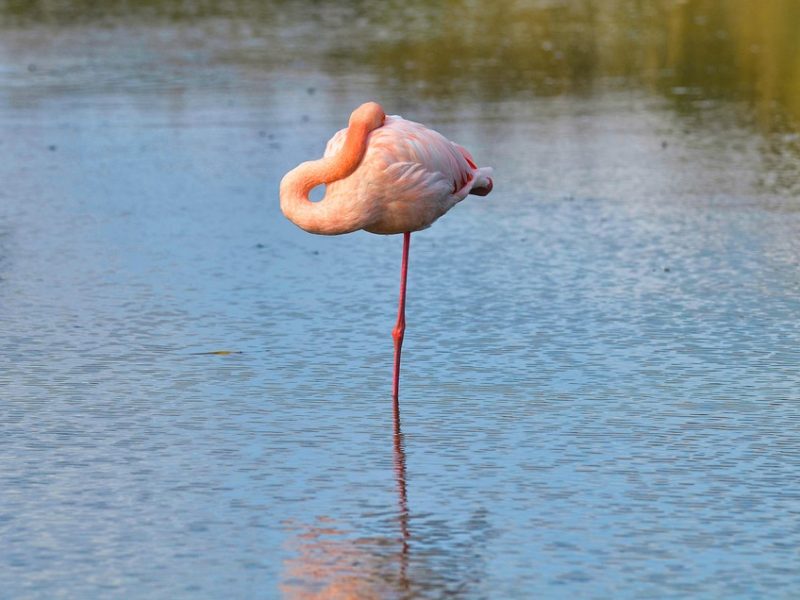 Flamengo derrota Juventude por 3 a 1 no Brasileiro Feminino