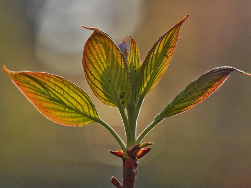 Novos ataques aéreos atingem Irã e Israel; Irã nega negociação com EUA