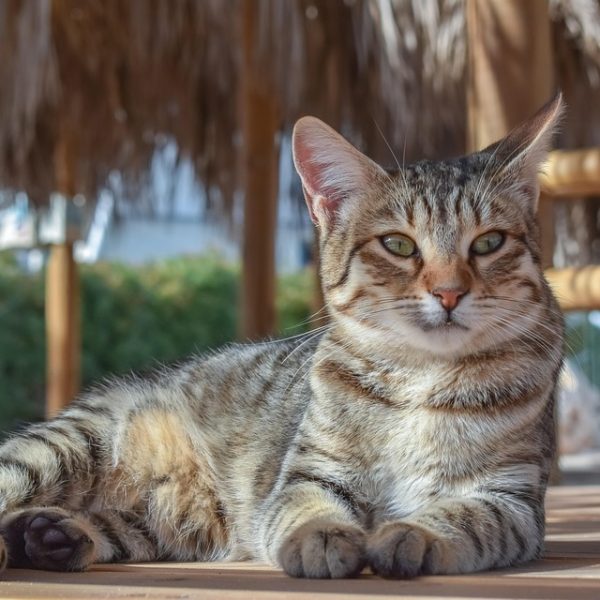 Suspeito de operar falso estacionamento é preso em São Paulo