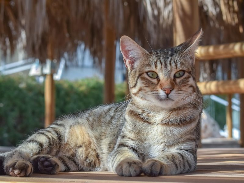 Suspeito de operar falso estacionamento é preso em São Paulo