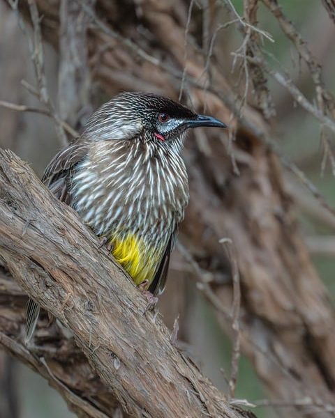 Pesquisa alerta para adolescentes ainda desprotegidos contra o HPV