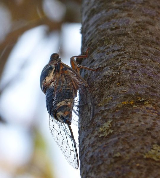 Brasil cria 255,3 mil postos de trabalho em fevereiro, aponta Caged