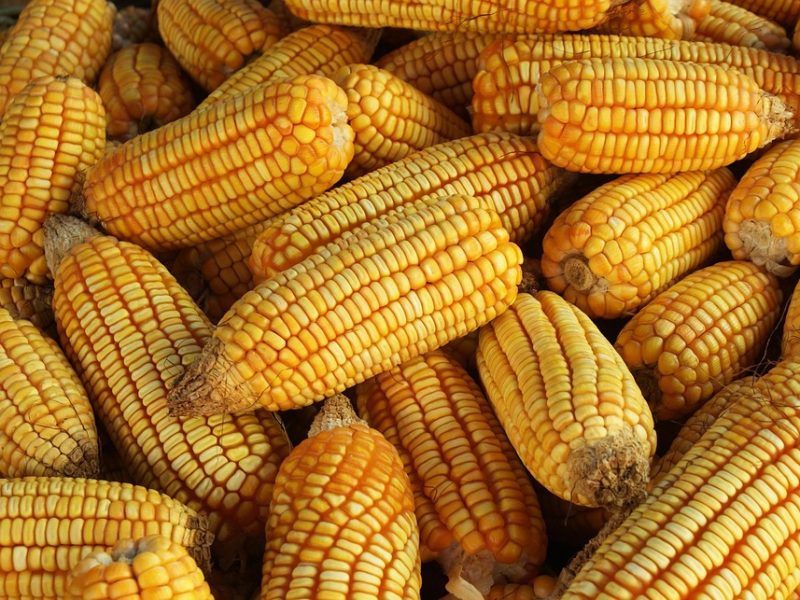 Agro brasileiro exportará via Turquia para contornar Estreito de Ormuz