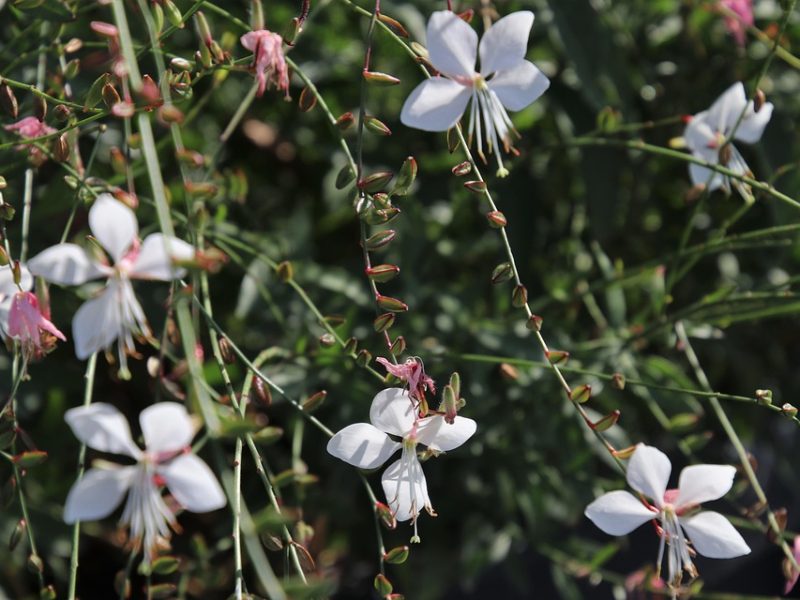 Justiça envia caso de PM baleada na cabeça para vara de feminicídio