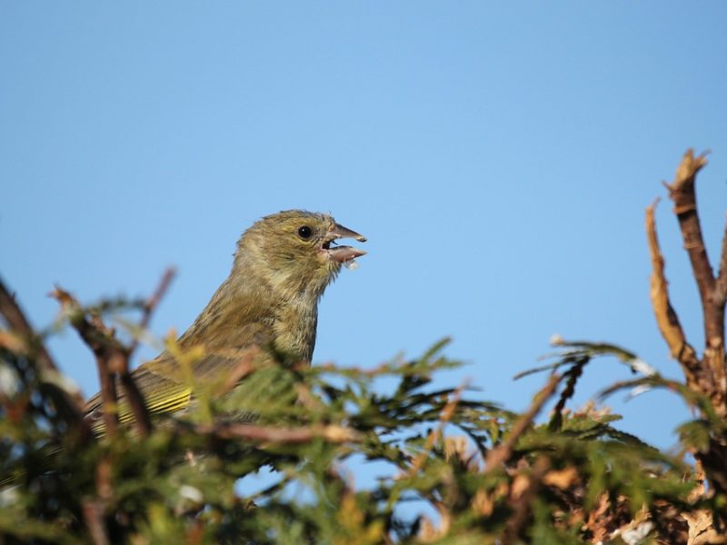 Começou na madrugada de hoje o fenômeno da Lua de Sangue