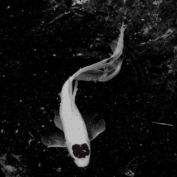 COI veta participação de mulheres trans em jogos femininos oficiais