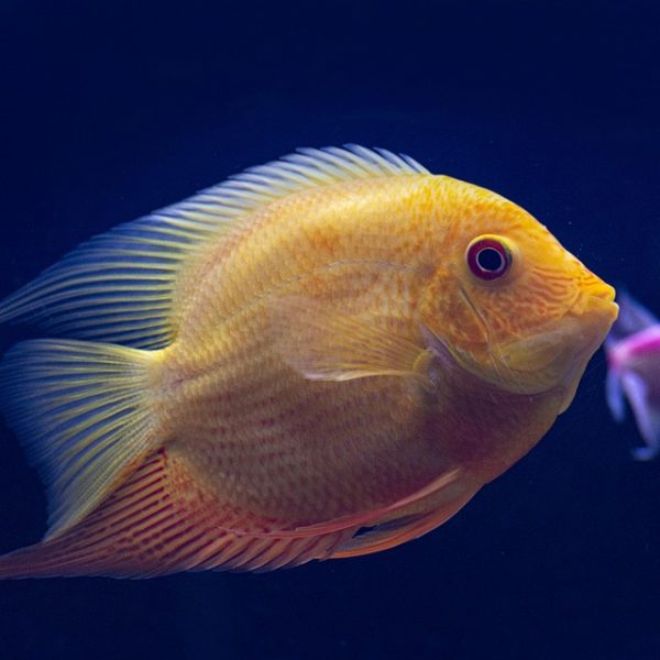 Embaixador do Brasil no Irã: derrubar o regime será tarefa sangrenta