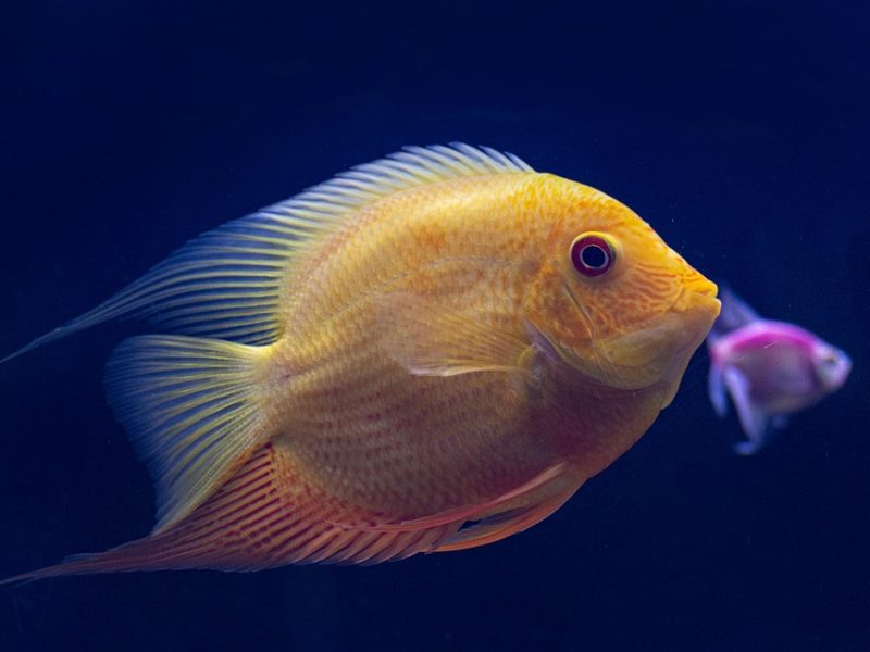 Embaixador do Brasil no Irã: derrubar o regime será tarefa sangrenta