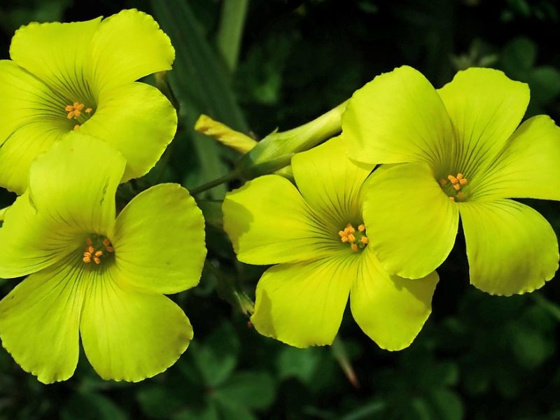 Sob impacto da guerra, Opep+ decide aumentar produção de petróleo