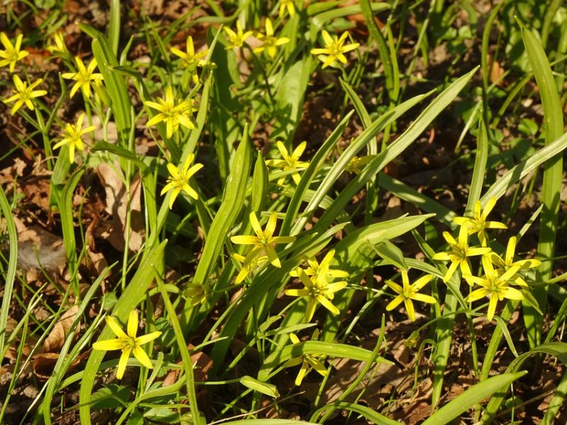 Moraes e Gilmar criticam vazamento de conversas do celular de Vorcaro