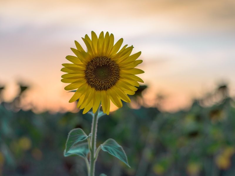 COP15 em Campo Grande deixa legado de conscientização ambiental