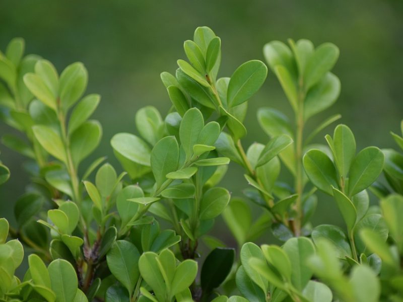 Galípolo: Brasil está mais preparado para volatilidade do petróleo