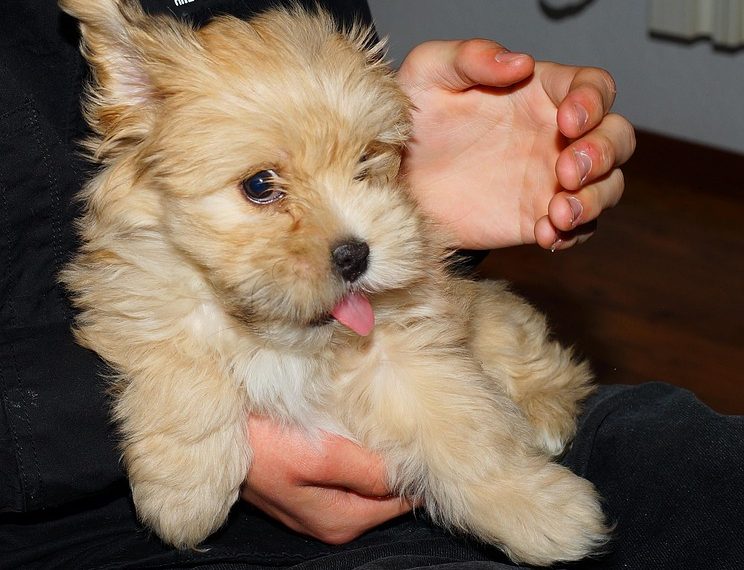 Bolsonaro tem 24h para explicar fala de Eduardo sobre acesso a vídeo