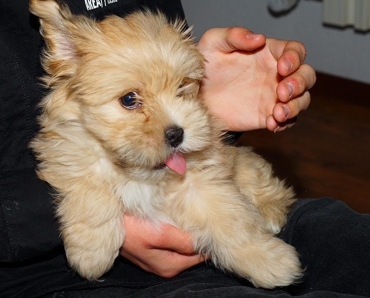 Bolsonaro tem 24h para explicar fala de Eduardo sobre acesso a vídeo
