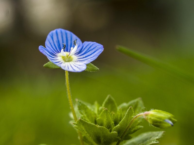 Mega-Sena acumula e prêmio principal vai para R$ 40 milhões
