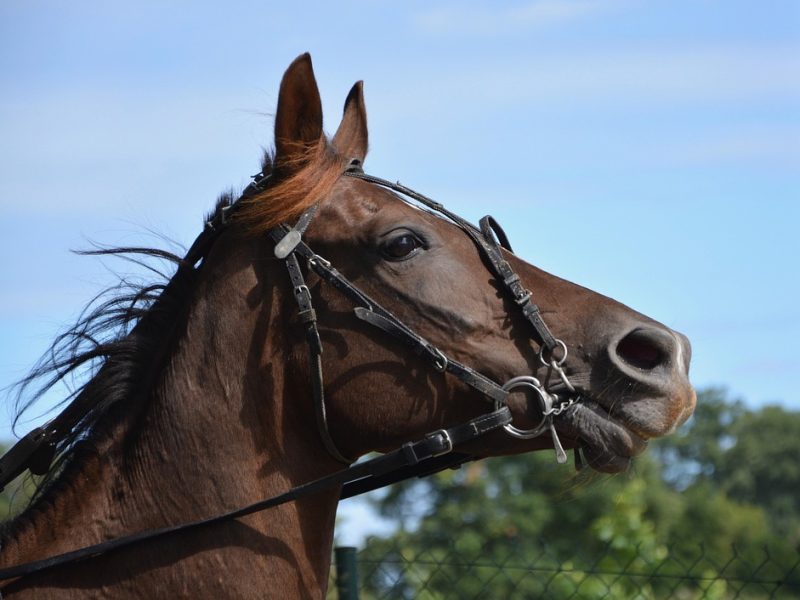 Tortura em Israel tem apoio do Estado e sociedade, diz relatora da ONU