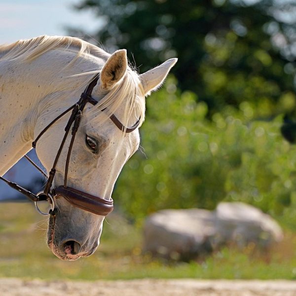 ECA digital e julgamento nos EUA contribuem para internet mais segura