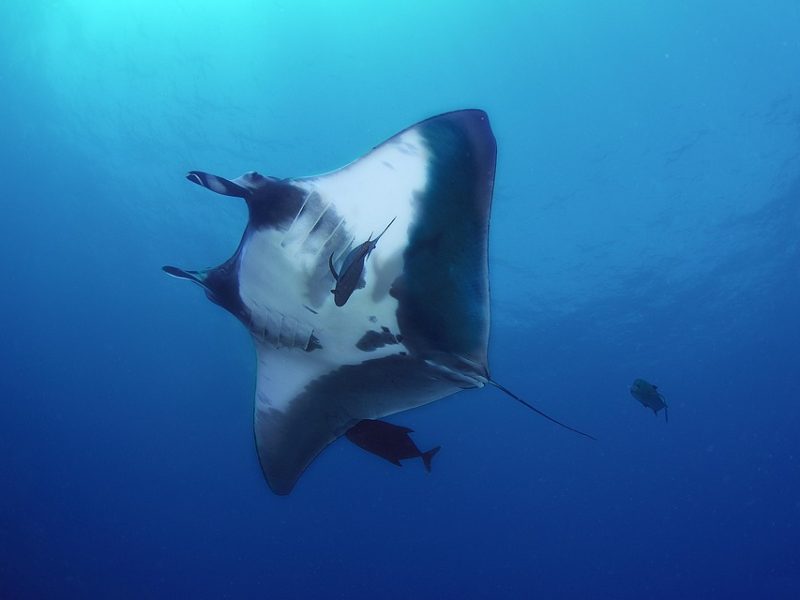 Bolsonaro mantém melhora clínica e laboratorial, mas segue em UTI