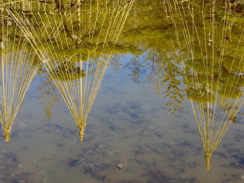 Moraes determina arquivamento de inquérito contra Elon Musk