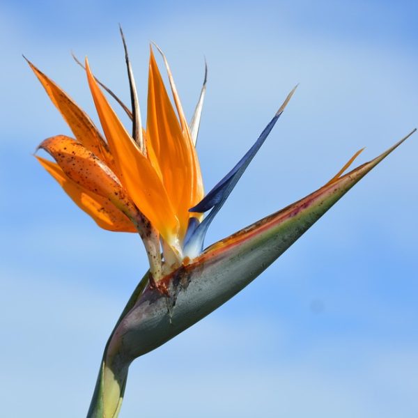 Naná Silva vence final brasileira e fatura Banana Bowl