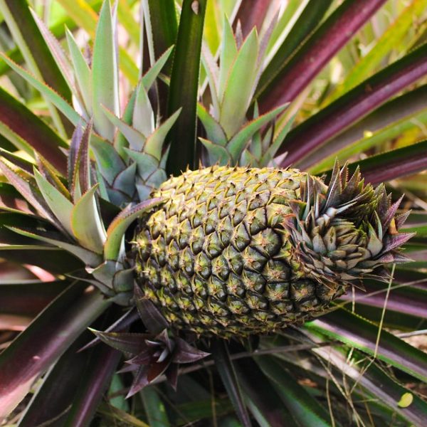 Mato Grosso do Sul vai receber vacina em projeto contra Chikungunya