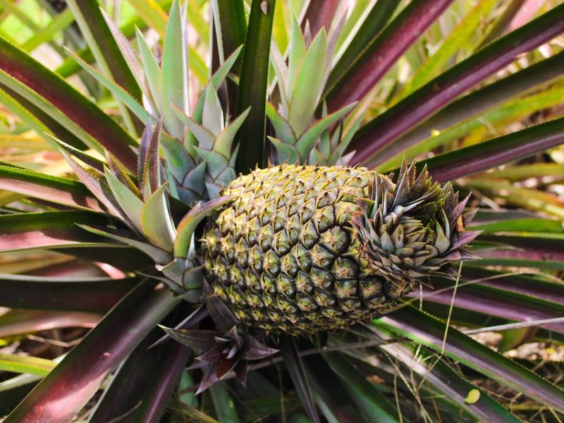 Mato Grosso do Sul vai receber vacina em projeto contra Chikungunya