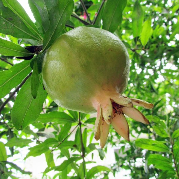 Maranhão: secretário de Segurança é exonerado após denúncia de assédio