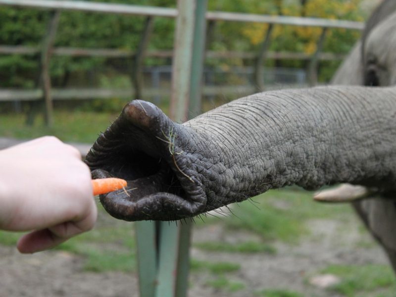 IRPF 2026 terá restituição automática para pequenos contribuintes