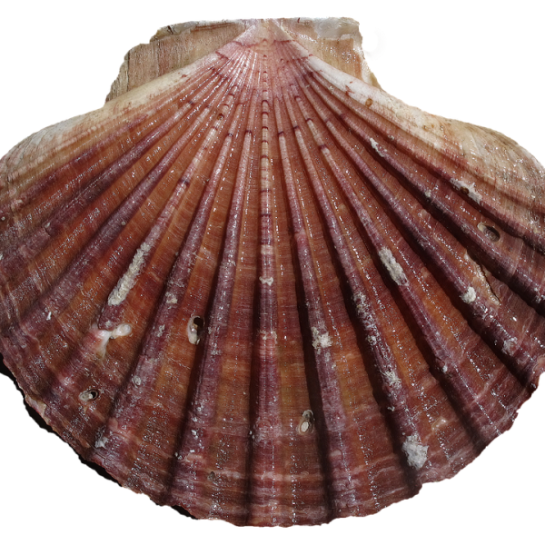 Mauro Vieira critica países que lucram com a destruição