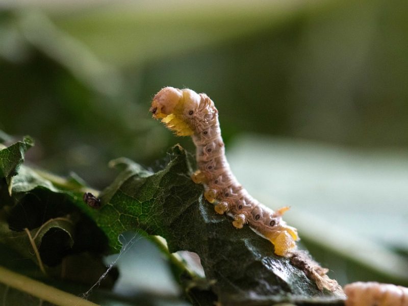 CMN muda regra do Eco Invest para impulsionar projetos verdes