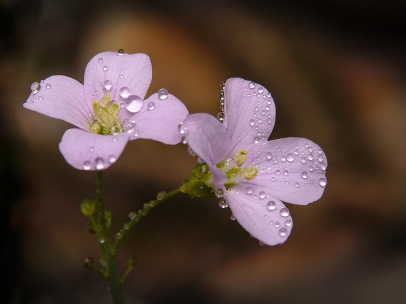 Mega-Sena acumula e prêmio principal vai para R$ 17 milhões