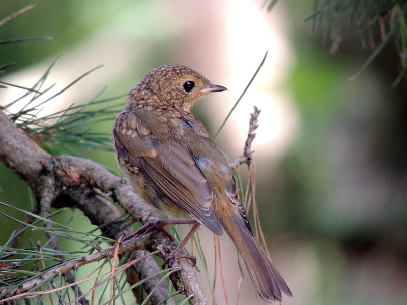 “Não posso parar”, diz ativista que perdeu familiares na ditadura