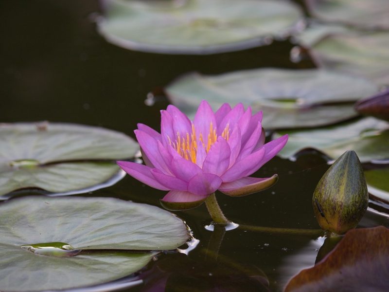 “Não podemos nos conformar com homens matando mulheres”, diz Lula