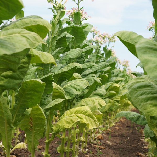 MP da subvenção de R$ 1,20 no diesel sai esta semana, diz Durigan