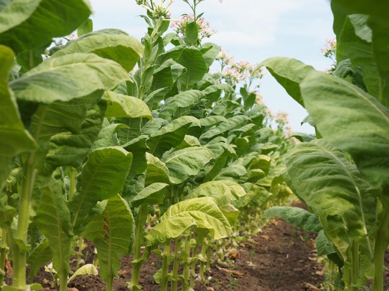 MP da subvenção de R$ 1,20 no diesel sai esta semana, diz Durigan